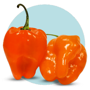 Imagen del producto 001516