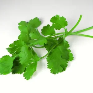 Cilantro 60ct Plastic