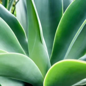 Penca de Maguey